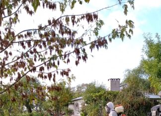 Se llevó a cabo el bloqueo preventivo de Dengue en vivienda