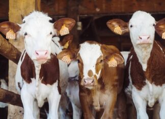 Expertos del INTA abren la capacitación ganadera