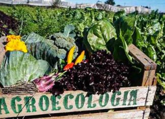 Yo digo… Agroecología y justicia agraria