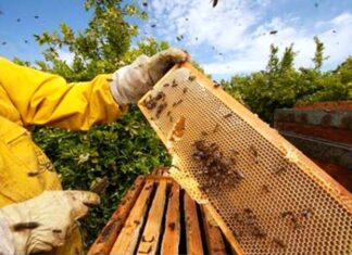 Cooperativismo. Se consolida la cadena de valor apícola entrerriana