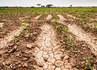 Sequía. Amplían el alcance de la emergencia agropecuaria