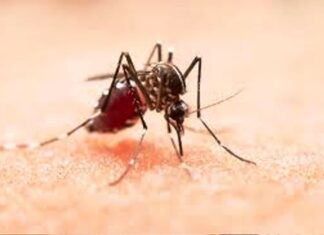 HAY 259 INFECTADOS Aumentaron los casos de dengue en Entre Ríos