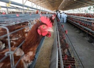 Entre Ríos: Detectaron otro caso de gripe aviar