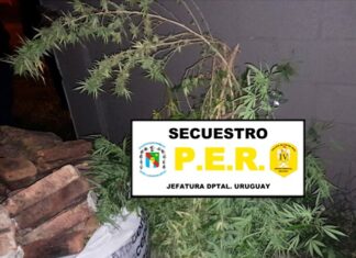 Lo detuvieron por robar una planta de marihuana