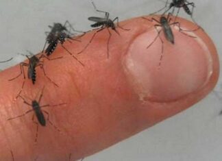 Sólo dos departamentos de Entre Ríos no tienen casos de dengue