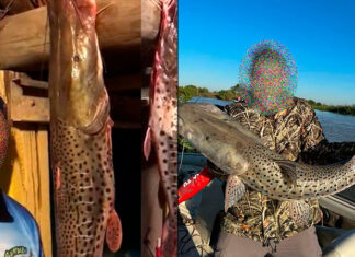 Se filmó con 15 surubíes: Confirman que ocurrió en Entre Ríos