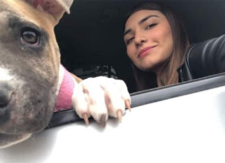 Una perrita “murió de tristeza” tras el fallecimiento de la joven que la adoptó