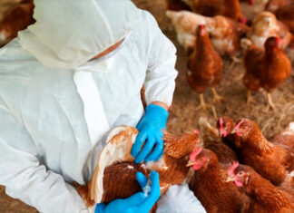 Gripe Aviar: Sacrificaron las 13.000 aves afectadas en granja de Racedo
