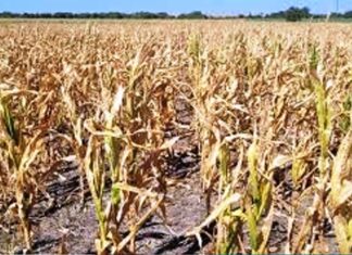 Proponen a productores correr la fecha de siembra