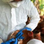 p2 – Contuvieron el foco de gripe aviar en General Racedo