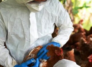 La Provincia contuvo el foco de gripe aviar junto a Senasa