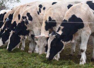 Entre Ríos se destaca en la cadena lechera nacional