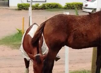 Nuevo accionar en conjunto entre Zoonosis y Abigeato