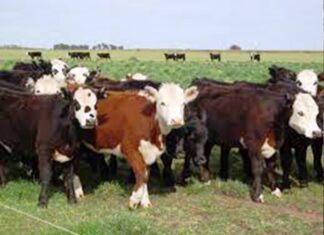 INTA. Empresarios se interiorizan sobre alimentación animal