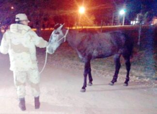 Otro caballo suelto fue enviado al refugio de Tekove Mymba