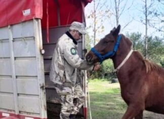 Trasladaron a otro caballo suelto hasta Tekove Mymba