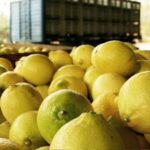 p8 – Reabren el mercado para los cítricos