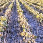 p2 – La producción total de soja bajaría un 80% interanual