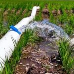 p2 – Prorrogaron el subsidio eléctrico para los arroceros entrerrianos