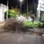 p3 poda de árboles4