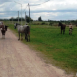 p4 caballos rescatados1