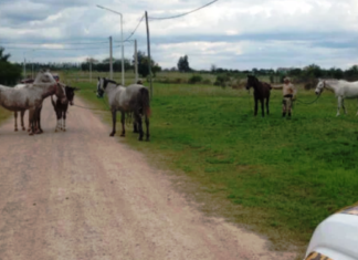 Rescataron a siete caballos