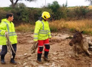 Bomberos. Rescataron a un caballo empantanado