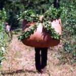 p5 día contra el trabajo infantil1