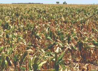 La cosecha de sorgo cayó un 29%