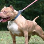 Pagina 6 Beba de un año se encuentra en terapia intensiva tras ser atacada por un pitbull