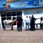 Pagina 7 Incidente vial entre un auto y un carro de tracción a sangre