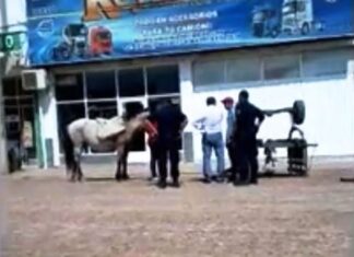 Incidente vial entre un auto y un carro de tracción a sangre