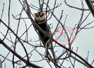 Una comadreja se encuentra arriba de un árbol: «Bajará por sus medios cuando lo requiera»