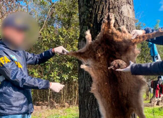 Allanaron un campo donde un hombre posó con un puma como trofeo