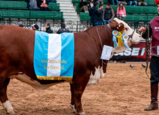 Expo Rural: Vendieron en $28 millones el 50% de vaca entrerriana campeona