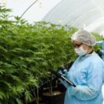 p2 – Hay interés en invertir en la producción de cáñamo
