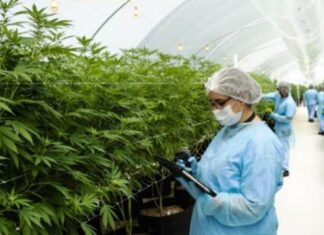 Entre Ríos. Hay interés en invertir en la producción de cáñamo