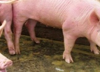 La producción porcina con crecimiento en Entre Ríos