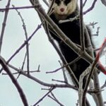 p4 bomberos – comadreja1