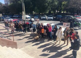 Proteccionistas quieren saber qué pasó con el perro Cacho
