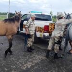 p4 rescate animal3
