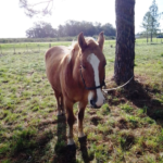 p4 rescate de caballos1