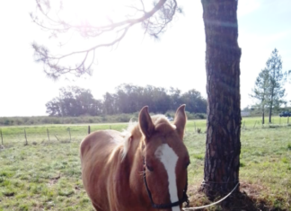 Rescataron a otros tres caballos sueltos de la calle