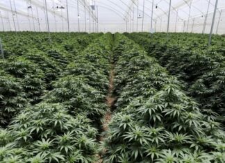 El Gobierno reglamentó la ley de cannabis: Se podrá producir y consumir desde alimentos hasta cosméticos