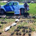 Pagina 7 Cazadores fueron detenidos con más de 80 aves muertas y un arsenal