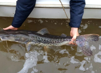 Ofrecen recompensa en dólares para quienes pesquen surubíes marcados en el río Uruguay