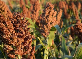 Finaliza la cosecha de sorgo en Entre Ríos