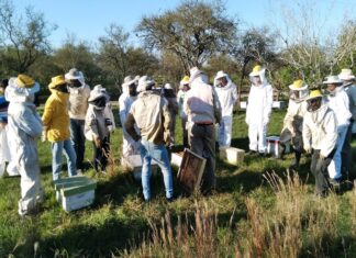 Senasa. Convocan a capacitarse como inspectores sanitarios apícolas