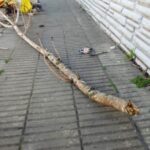 p4 la calle en tu barrio1