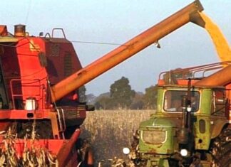 La producción maicera consolida la cadena avícola